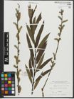 Foto von Salix purpurea L. x Salix viminalis L.